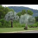 Eine der unzähligen Palmenarten